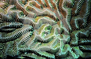 Brain coral detail