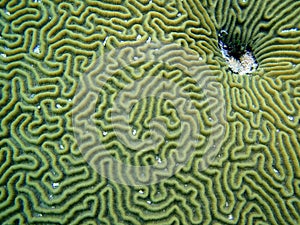 Brain coral detail photo