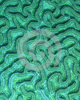 Brain Coral Detail