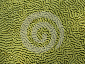 Brain Coral Detail and Texture