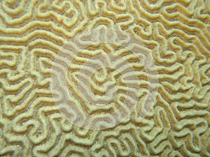 Brain coral detail VII photo