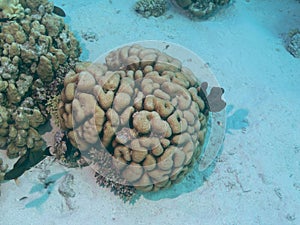 Brain coral or Diploria labyrinthiformis at the bottom of the Red sea in Egypt photo