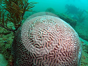 Brain Coral and Diver photo