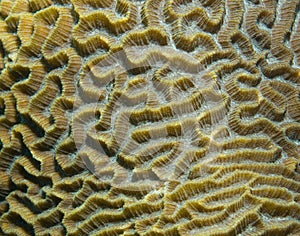Brain coral Faviidae coral reef