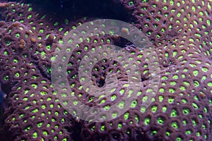 Brain Coral, Favites multicolored neon green - dragon soul Favites