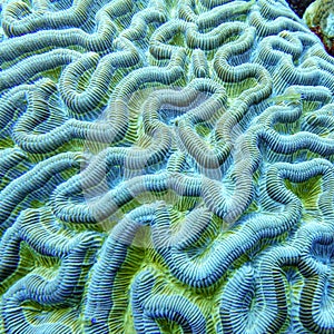 Brain coral found in shallow reefs is a common name of various corals