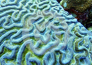 Brain coral found in shallow reefs is a common name of various corals