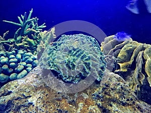 Brain coral are a group of marine