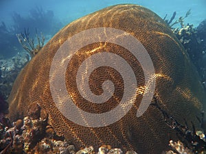 Brain coral off the Galapagos Islands