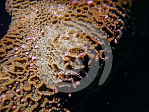 Brain coral Platygyra sp. spawning
