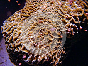 Brain coral Platygyra sp. spawning