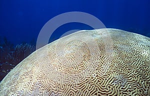 Brain coral Scleractinia photo