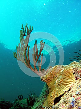 Brain Coral and Sea Rod