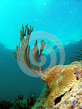 Brain Coral and Sea Rod photo