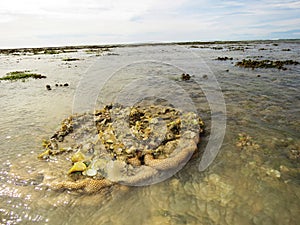 Brain coral and seascape, Kurusadai Island, Gulf of Mannar Biosphere Reserve, Tamil Nadu, India