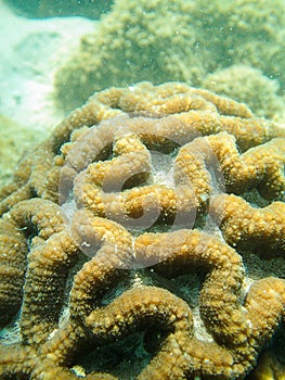 Brain coral, Symphyllia