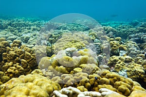 Brain coral under the sea in the cockburn  island of Myanmar