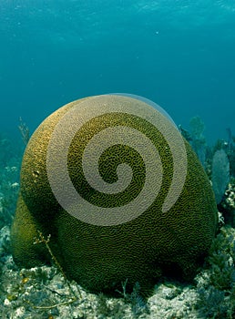 Brain coral underwater