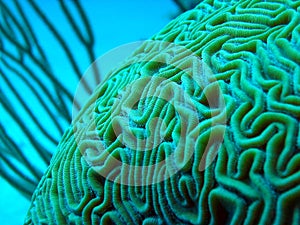 Brain coral underwater