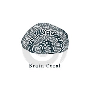 Brain coral vector illustration.Drawing of sea polyp on white background.