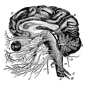 The Brain and the Cranial Nerves, vintage illustration