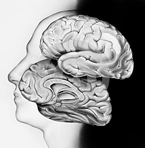 Brain - Cross Section In Context