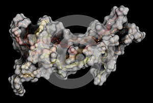 Brain-derived neurotrophic factor (BDNF) protein molecule photo