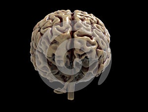 Brain detail in Human anatomy isolated in black background - 3d render