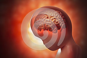 Brain development of unborn baby (fetus). 3D rendered illustration