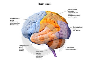 Brain photo