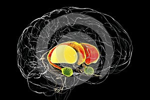 Brain dorsal striatum anatomy, 3D illustration photo