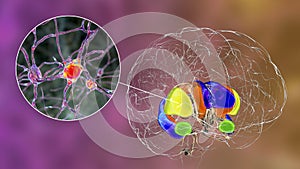 Brain dorsal striatum and its neurons