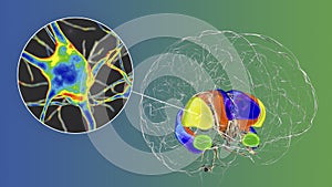 Brain dorsal striatum and its neurons