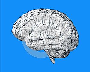 Brain drawing with wireframe illustration