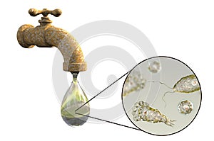 Brain-eating amoeba Naegleria fowleri in tap water