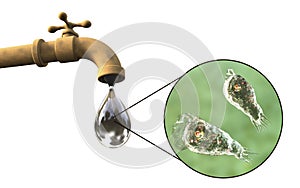 Brain-eating amoeba Naegleria fowleri in tap water