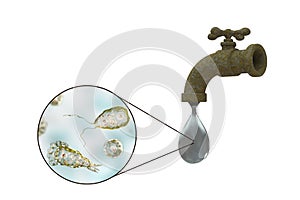 Brain-eating amoeba Naegleria fowleri in tap water