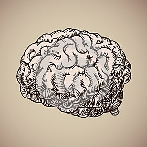 Brain engraving. Pink human body. Vector illustration in sketch style