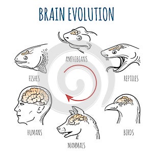 Brain Evolution illustration