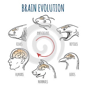 Brain Evolution illustration photo