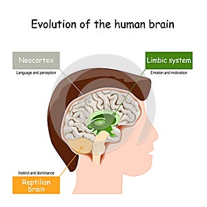 Brain Evolution from reptilian brain, to limbic system and neocortex photo