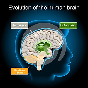 Brain Evolution from reptilian brain, to limbic system and neocortex. triune brain hypothesis photo