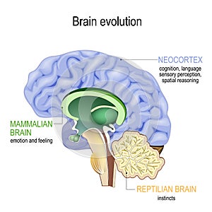 Brain evolution. Triune brain: Reptilian complex, mammalian brain and Neocortex