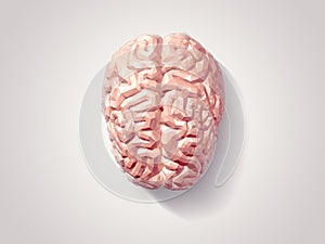 Brain faceted