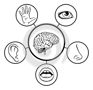 Brain and Five Senses