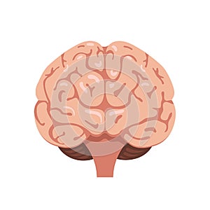 Brain front view icon