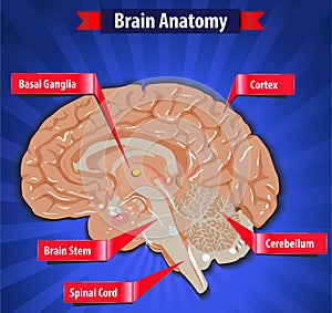 Brain function, human brain anatomy with Basal Ganglia, Cortex, Brain Stem, Cerebellum and Spinal Cord