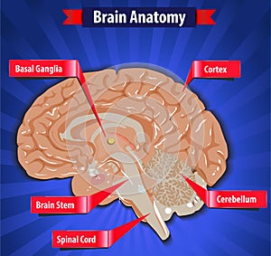 Brain function, human brain anatomy with Basal Ganglia, Cortex, Brain Stem, Cerebellum and Spinal Cord photo
