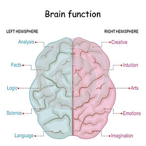 Brain function. left analytical and right creative of Cerebral hemispheres photo