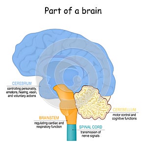 Brain function. Part of brain photo